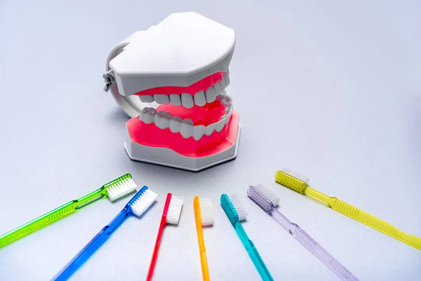 Colorful Tooth Brushes Lay Educational Jaw Model Oral Care Concept — Stock Photo, Image