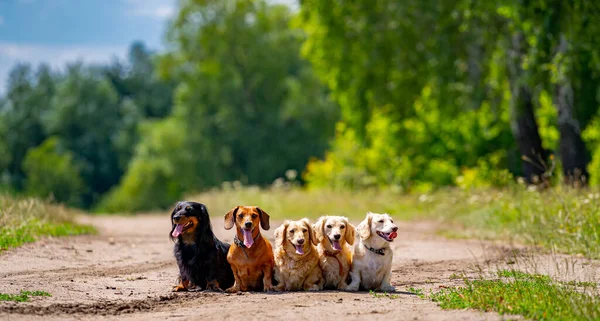 Farklı Köpek Türleri Açık Sözlü Görünüyor Yeşil Çimen Arkaplanı — Stok fotoğraf