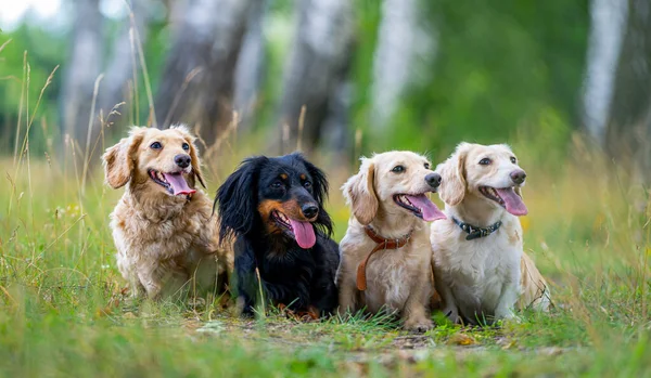 Vrolijke Schattige Groep Van Kleine Ras Natuur Achtergrond Dieren Honden — Stockfoto