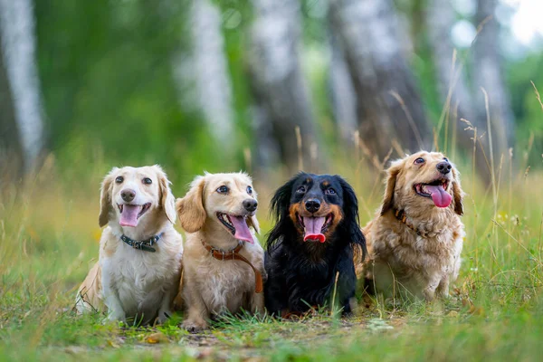 Τέσσερα Χαριτωμένα Μικρά Σκυλιά Ποζάρουν Στο Φόντο Της Φύσης Θολή — Φωτογραφία Αρχείου