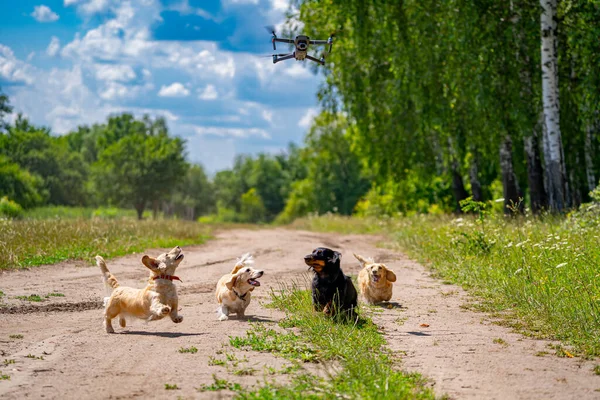 小さな品種の犬が屋外を歩いている 緑の自然を背景に4匹の犬 — ストック写真