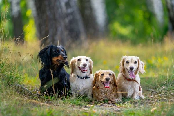 Cães Estão Sentados Relva Fundo Desfocado Animais Estimação Bonitos Jardim — Fotografia de Stock