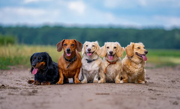 Dışarıda Poz Veren Sevimli Köpek Yavruları Açık Havada Farklı Köpek — Stok fotoğraf