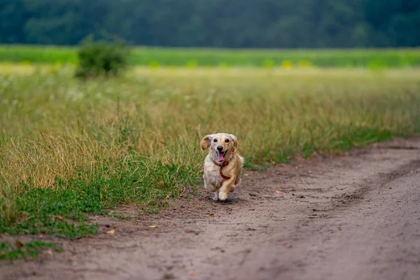 Cão Fofo Bonito Correndo Livre Feliz Passeio Cão Cão Brincar — Fotografia de Stock