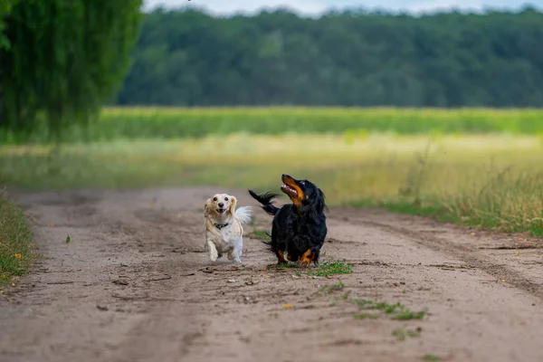 外で遊んでる2匹の犬 上を見て先を走る 自然を背景に 小さな品種 — ストック写真