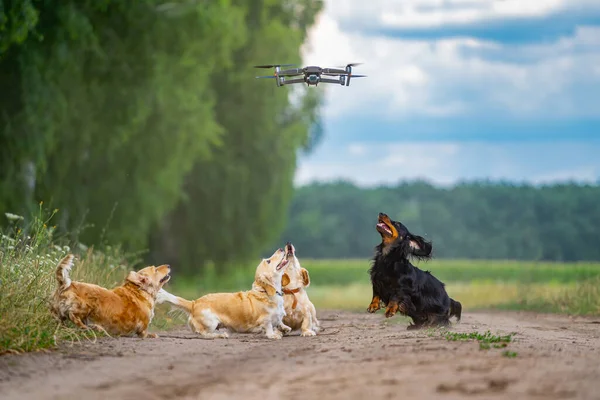 4匹の犬が外で遊んでいる 自然を背景に幸せな犬 小さな品種 — ストック写真