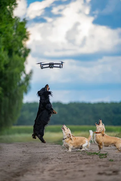３匹の犬がドロンを捕まえようと飛び跳ねている 自然を背景に 小さな品種 — ストック写真