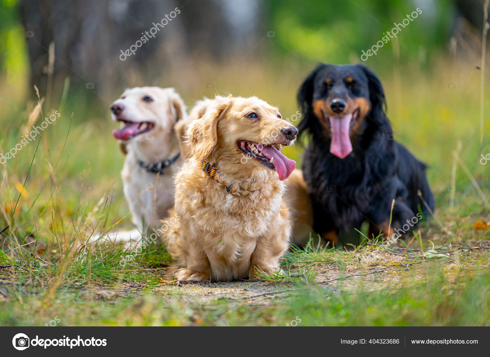 Alegre Lindo Grupo Raza Pequeña Fondo Naturaleza Animales Perros — Foto de  stock #404323686 © wedmov, image size:1600x1167