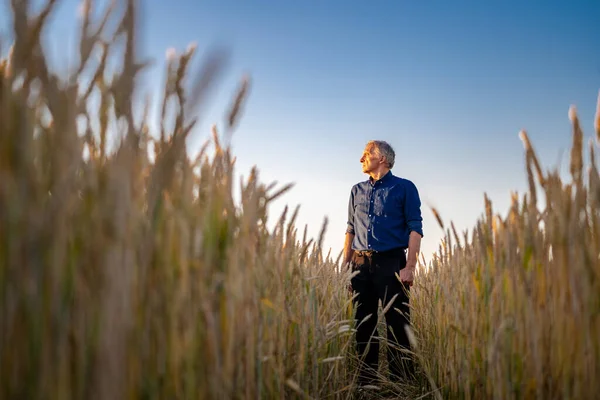 Vista Incredibile Con Uomo Che Controlla Raccolto Biologico Naturale Alla — Foto Stock