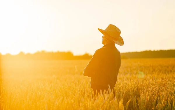 Hermosa Foto Trigo Seco Los Rayos Del Sol Fondo Borroso — Foto de Stock