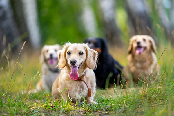 Genç Köpekler Poz Veriyor Şirin Köpekler Evcil Hayvanlar Doğa Arka — Stok fotoğraf