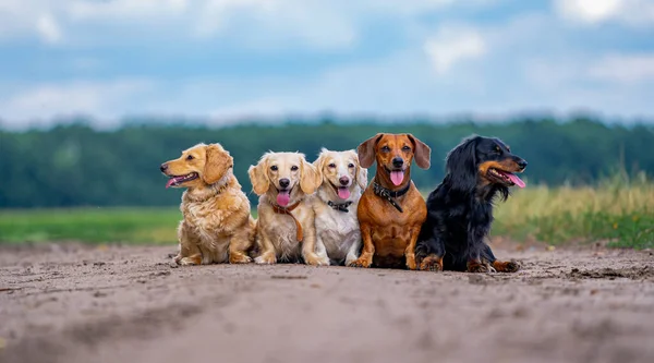 Vijf Schattige Kleine Honden Poseren Achtergrond Van Natuur Wazige Achtergrond — Stockfoto