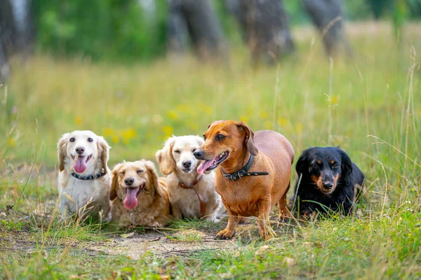 Verschillende Hondenrassen Zitten Rij Achtergrond Van Natuur Leuke Huisdieren Lopen — Stockfoto