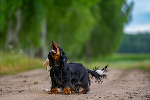 犬が外で遊んでる 上を見て先を走る 自然を背景に 小型品種 — ストック写真