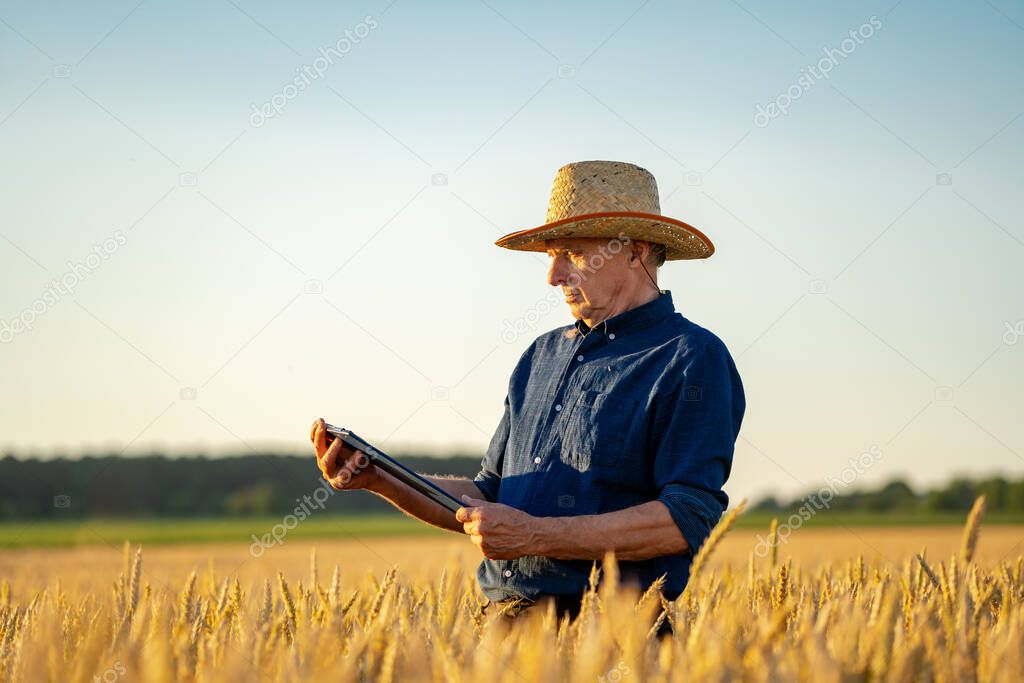 Amazing view with man who check natural organic harvest in the sunset light. Straw hat on farmer`s head.