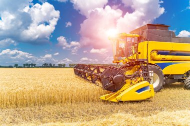 Arazide tarım teknisyenleri var. Hasat toplanıyor. Kuru buğday. Yukarıda mavi gökyüzü.