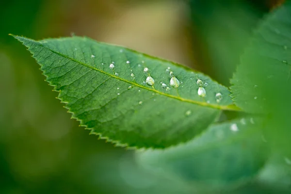 Green Leaf Water Drops Background Nature Green Plants Consept Closeup — Stock Photo, Image