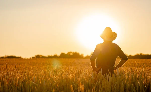 Koncepcja Rolnictwa Panorama Dojrzałych Upraw Płatki Zachód Słońca Żółte Kolory — Zdjęcie stockowe