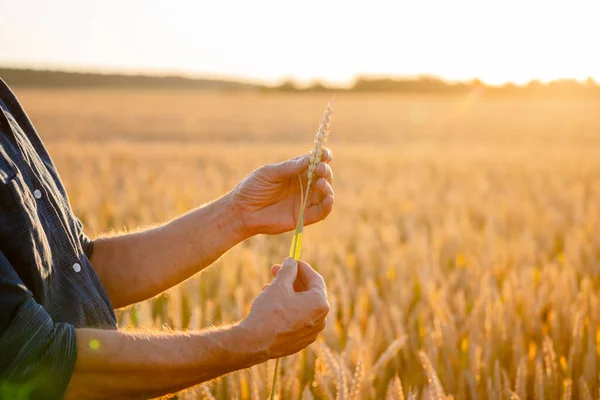 Belle Spighe Grano Nelle Mani Dell Uomo Concetto Raccolta Luce — Foto Stock