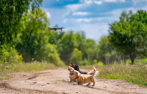 Köpek Bir Dronu Yakalamaya Çalışırken Zıplıyor Doğa Geçmişi Küçük Cinsler — Stok fotoğraf