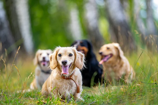 Dışarıda Koşan Küçük Cins Köpekler Yürüyüşler Doğa Destekli Köpekler Küçük — Stok fotoğraf