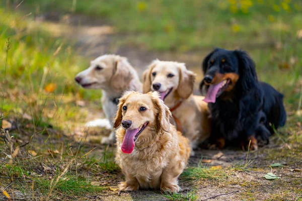 Doğada Dört Şirin Köpek Poz Veriyor Arka Plan Bulanık Evcil — Stok fotoğraf