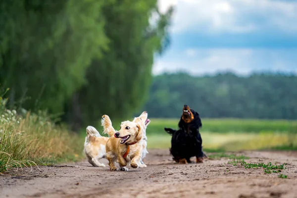 Cztery Psy Bawiące Się Zewnątrz Zwierzęta Patrzące Górę Biegnące Naprzód — Zdjęcie stockowe