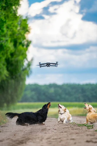 屋外を走るかわいいふわふわの犬 畑で遊ぶペットの小さな品種の幸せな散歩 — ストック写真