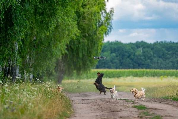 Dışarıda Dron Oynayan Dört Köpek Doğada Yaşayan Mutlu Hayvanlar Küçük — Stok fotoğraf