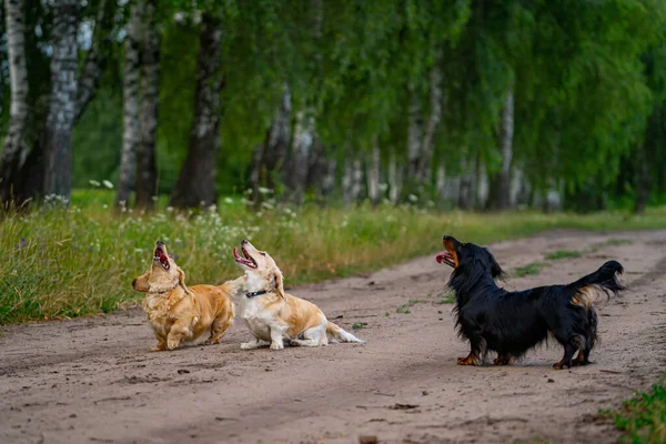 Three Dogs Jumping Trying Catch Dron Nature Background Small Breeds — Stock Photo, Image