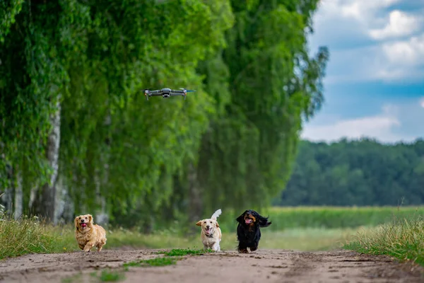 Cheerful and cute group of small breed dogs on nature background. Domestic pets are running to catch dron.