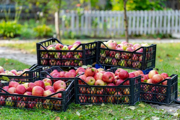 苹果收获 多汁的 成熟的 新鲜采摘的苹果在大盒子里 农场果园 秋天的晴天 — 图库照片