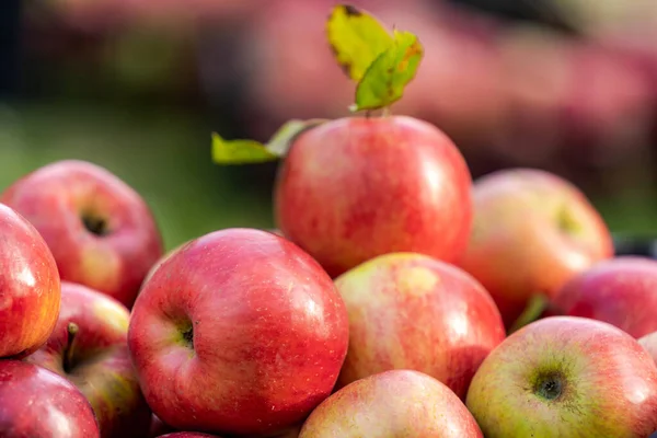 花园里的苹果 果园里的秋天收获季节 有选择地把重点放在一堆苹果上 靠近点 — 图库照片