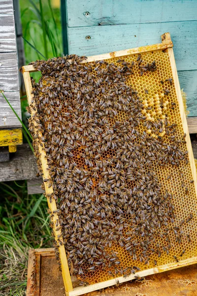 a tool to store honey from livestock bees