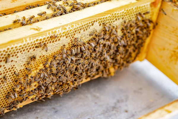 Rayon Miel Avec Des Abeilles Miel Concentration Sélective Apiculture Couleurs — Photo