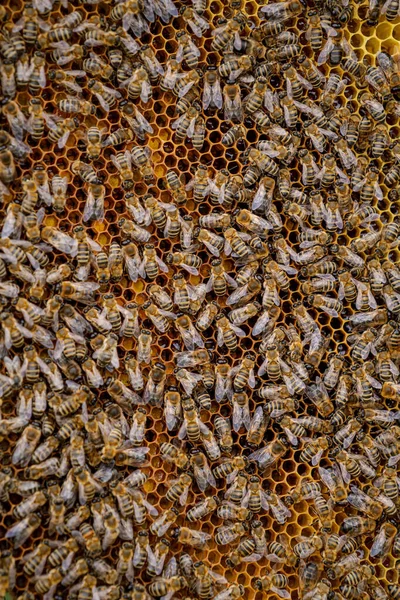 Mnóstwo Pszczół Ramie Specjalny Sprzęt Zbierania Miodu Skupienie Selektywne — Zdjęcie stockowe