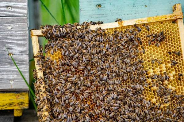 Пчелы Сотах Пасеке Рамки Сбора Меда Апикультура — стоковое фото