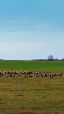 Etrafı kuzu sürüsüyle çevrili geniş tarım arazileri. Evcil hayvanlar sonbaharda otlanıyor. Dikey video