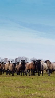 Büyük bir sürüde beyaz, gri ve kahverengi ağızlıklı koyunlar. Sahadaki evcil hayvanlar kameraya bakar. Dikey video