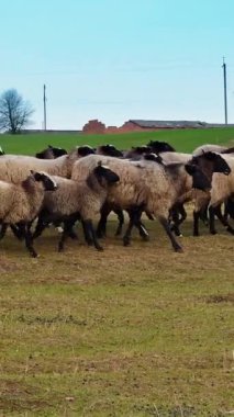 Tarlada koşan sevimli tüylü koyunlar. Kırsaldaki beyaz ve kahverengi evcil hayvanlar. Dikey video