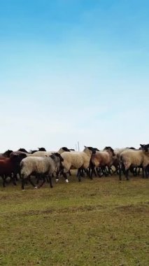 Koyun sürüsü durur ve kameraya bakar. Sonbaharda kırsalda küçük sığırlar. Dikey video