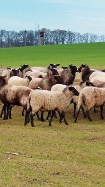 Yumuşak, siyah ağızlı koyun yürüyüşü ve kameraya bak. Yeşil alan ve arka planda çıplak ağaçlar. Dikey video