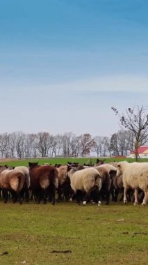 Otlaktaki küçük sığırlar. Kameradan uzaklaşan koyun sürüsünün arka görüntüsü. Dikey video