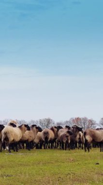 Tarlada duran evcil hayvan sürüsü. Ormanda arka planda çıplak ağaçlar. Sonbahar kırsalında. Dikey video