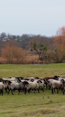 Sonbaharda tarladan geçen büyük koyun sürüsü. Kasvetli kırsal doğa arka planda. Dikey video