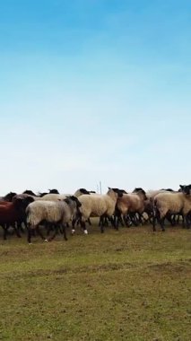 Koyun sürüsü durur ve kameraya bakar. Sonbaharda kırsalda küçük sığırlar. Dikey video