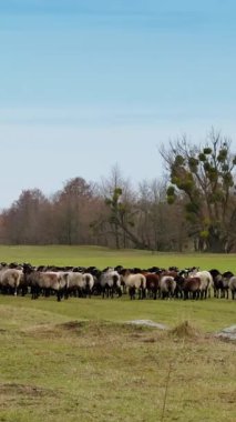 Koyun sürüsü otlakta duruyor. Arkaplanda yapraksız ağaçlar. Gündüzleri sonbahar manzarası. Dikey video