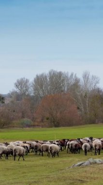 Gri koyun sürüsü kameradan uzaklaşıyor. Kırsaldaki küçük sığırların sonbahar otlakları. Dikey video