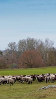Gri koyun sürüsü kameradan uzaklaşıyor. Kırsaldaki küçük sığırların sonbahar otlakları. Dikey video