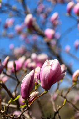 Central Park 'taki manolyalar. Central Park 'ta kiraz çiçekleri çiçek açmış. Mavi gökyüzüne karşı canlı pembe yapraklar sergiliyorlar..